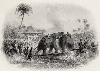 An Elephant Fight by English School